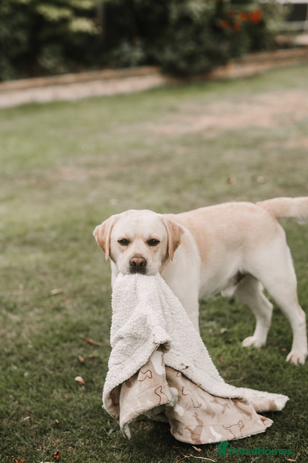 Labrador Retriever dogs for stud: Charlie  - Image 5