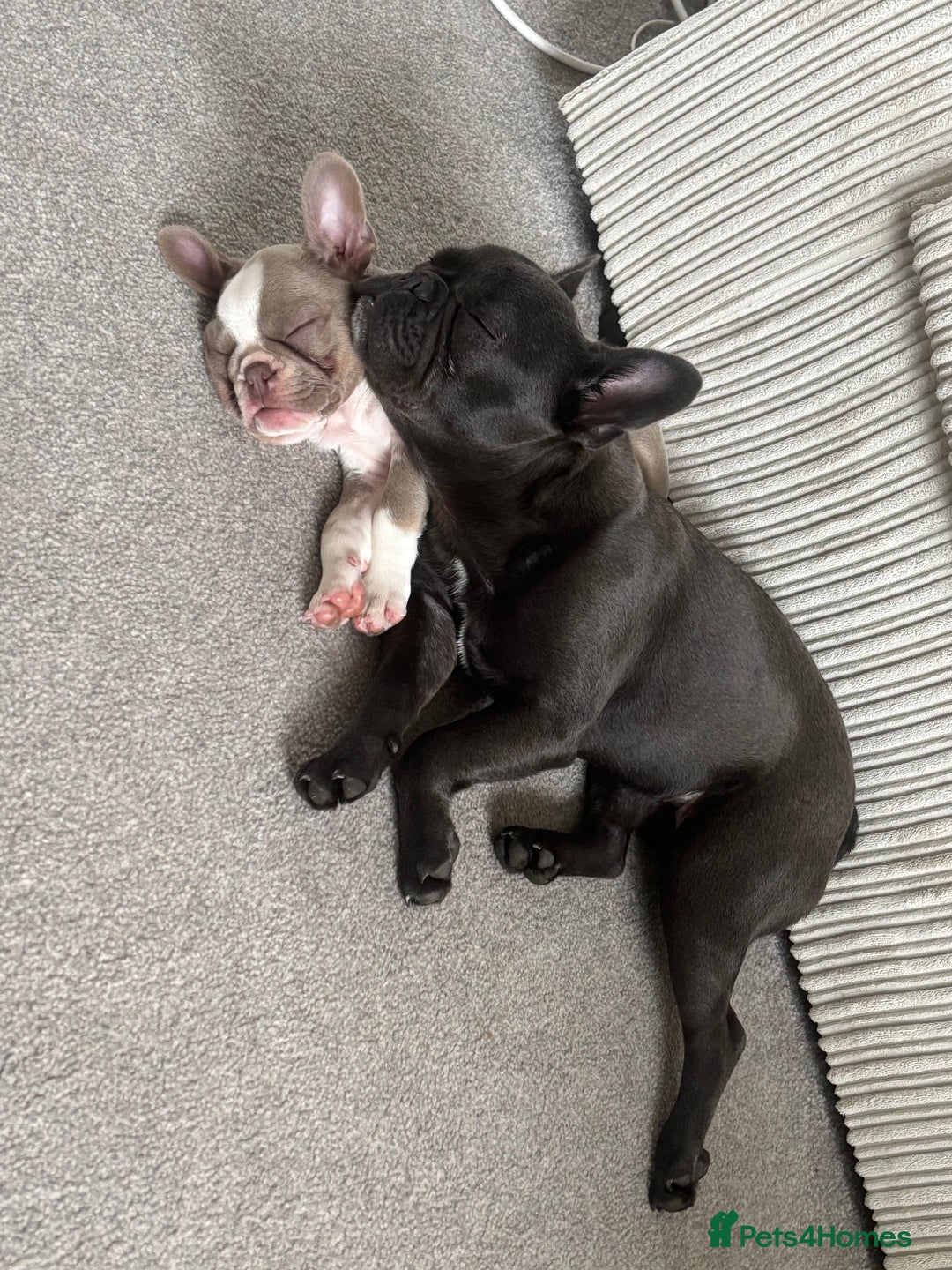 French Bulldog dogs for sale: french bulldogs - Advert 1