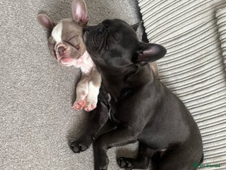 French Bulldog dogs french bulldogs - Advert 14