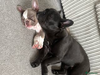 French Bulldog dogs french bulldogs - Advert 10