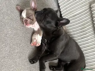 French Bulldog dogs french bulldogs - Advert 16