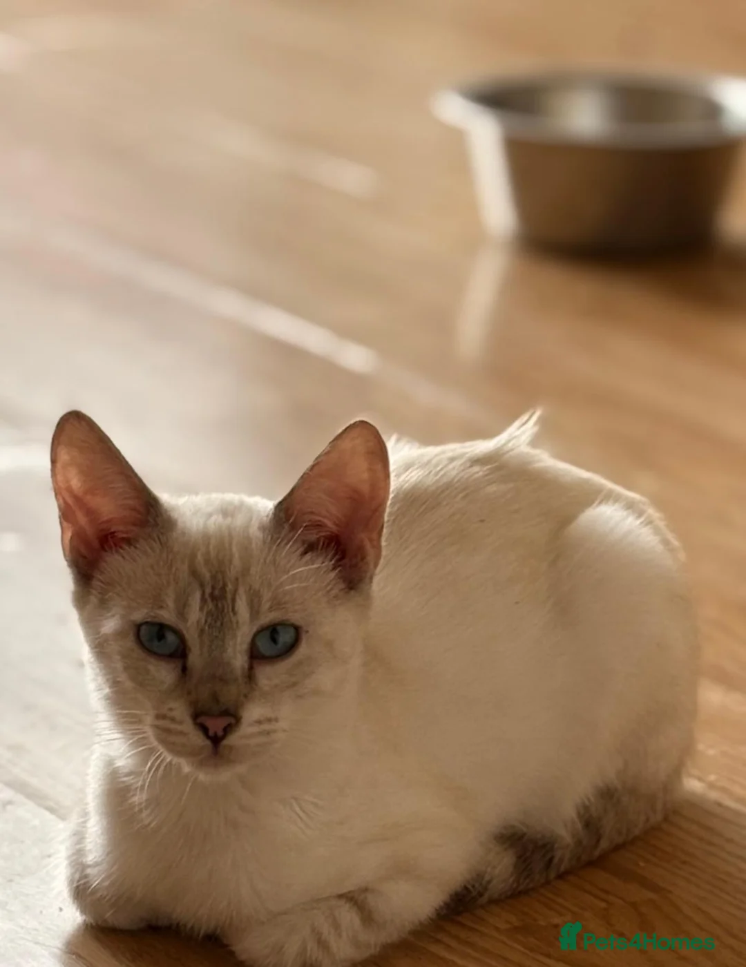 Bengal cats for sale: 2 Female Bengal x savannah kittens. in Rowley Regis - Advert 2