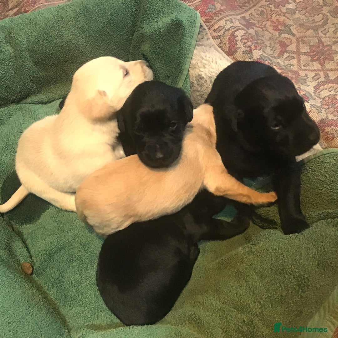 Labrador Retriever dogs for sale: Beautiful KC Reg Lab pups  - Image 9