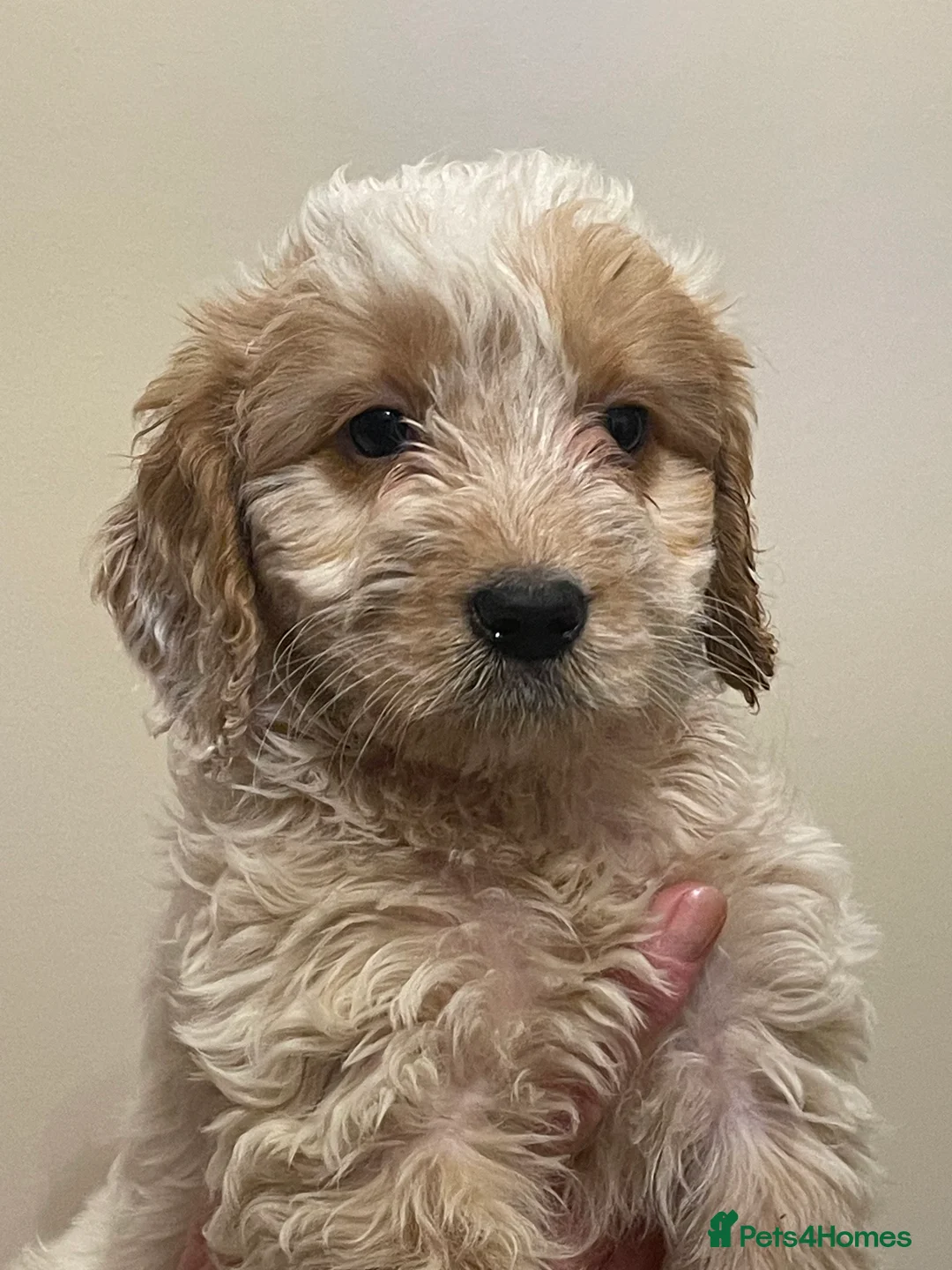 Cockapoo dogs for sale:  Cockapoo Puppies Ready for Loving Homes  - Advert 3