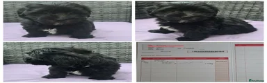 Havanese 9