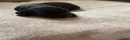 Sprocker dogs for sale:  Sprocker spaniels for sale - Advert 5
