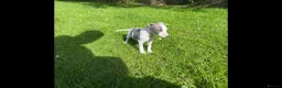 Whippet dogs for sale: Whippet puppy’s  in Beaworthy - Advert 10
