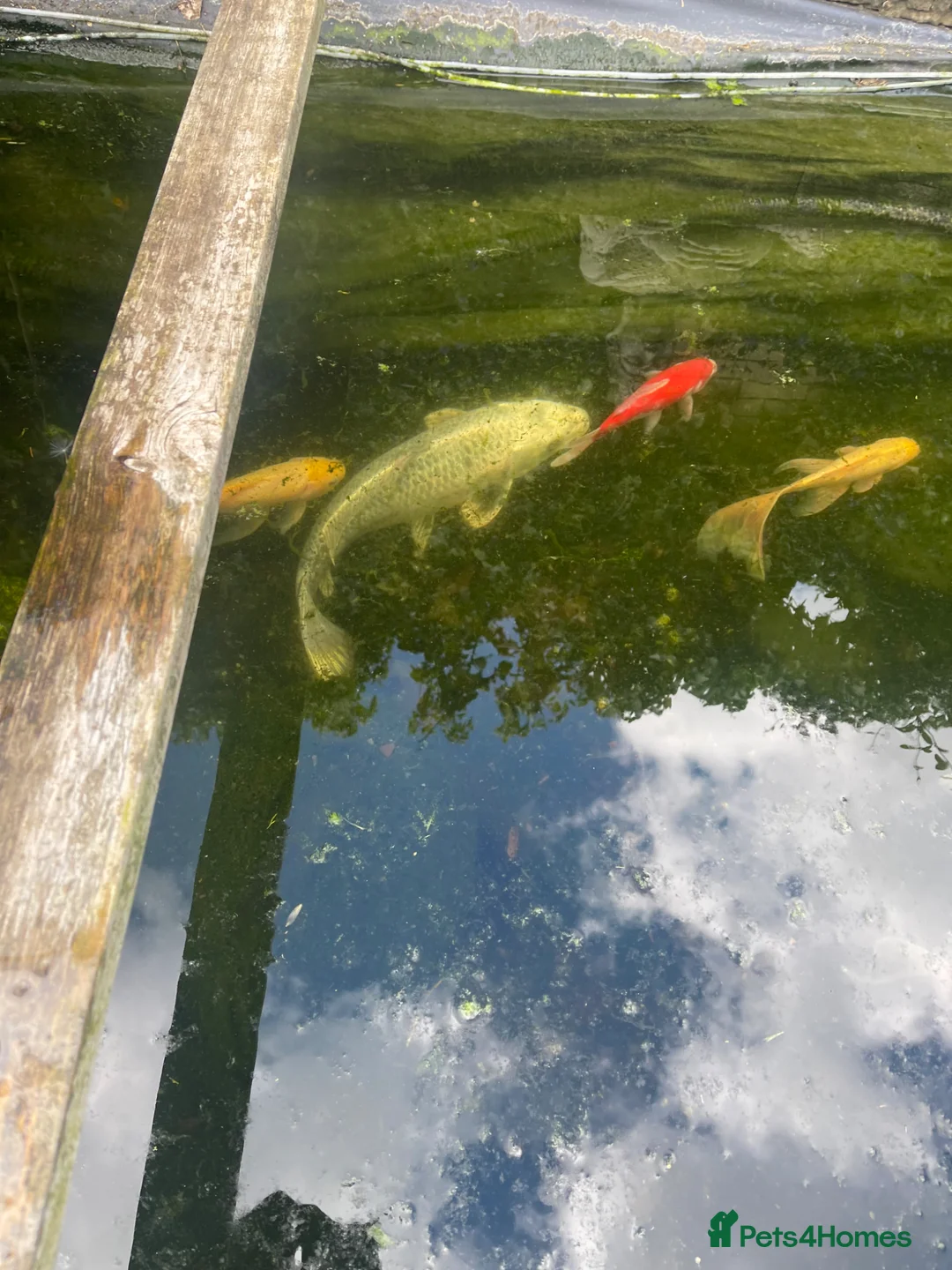 Koi Carp fish for sale: Pond closure in Milton Keynes - Advert 8