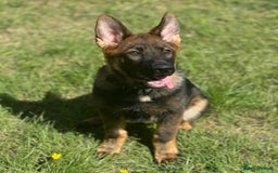 German Shepherd dogs for sale: TOP QUALITY GERMAN SHEPHERD LITTERS - Image 1
