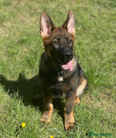 German Shepherd dogs - Advert 3