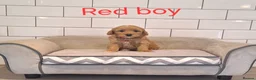 Cavapoochon dogs for sale: Beautiful Cavapoochons 💞 - Advert 24