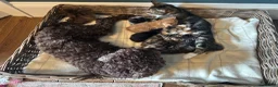 Mixed Breed cats for sale: Kittens - Advert 8