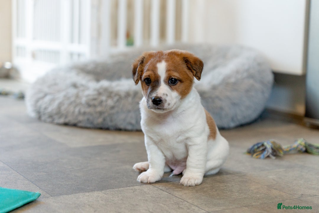 Jack Russell dogs for sale: Jack Russell puppies - Image 3