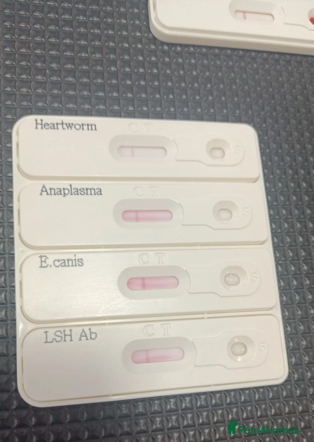 Mixed Breed dogs for adoption: 🐾Meet CHARLIE🐾 - a Lovely Boy for a Loving Home - Advert 17