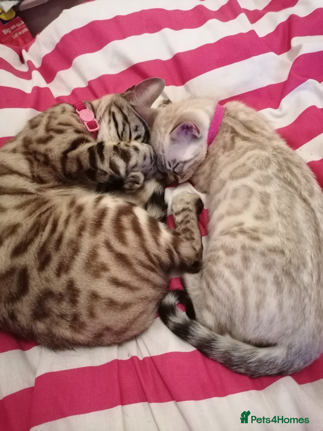 Bengal cats for sale: Glitter bengals - Advert 4