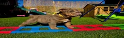 English Bulldog dogs for sale: Litter of bulldogs  - Advert 5