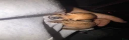 Pomchi dogs for sale: Pomchi Puppies - Advert 32