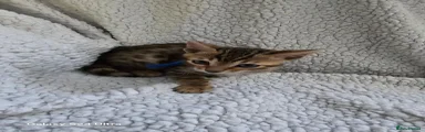Bengal Kitten 2