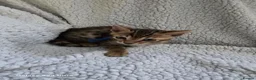 Bengal cats for sale: 4 beautiful bengal kitten  - Advert 11