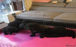 Miniature Poodle dogs for sale: For sale 4 gorgeous girls and 2 boys  - Advert 8