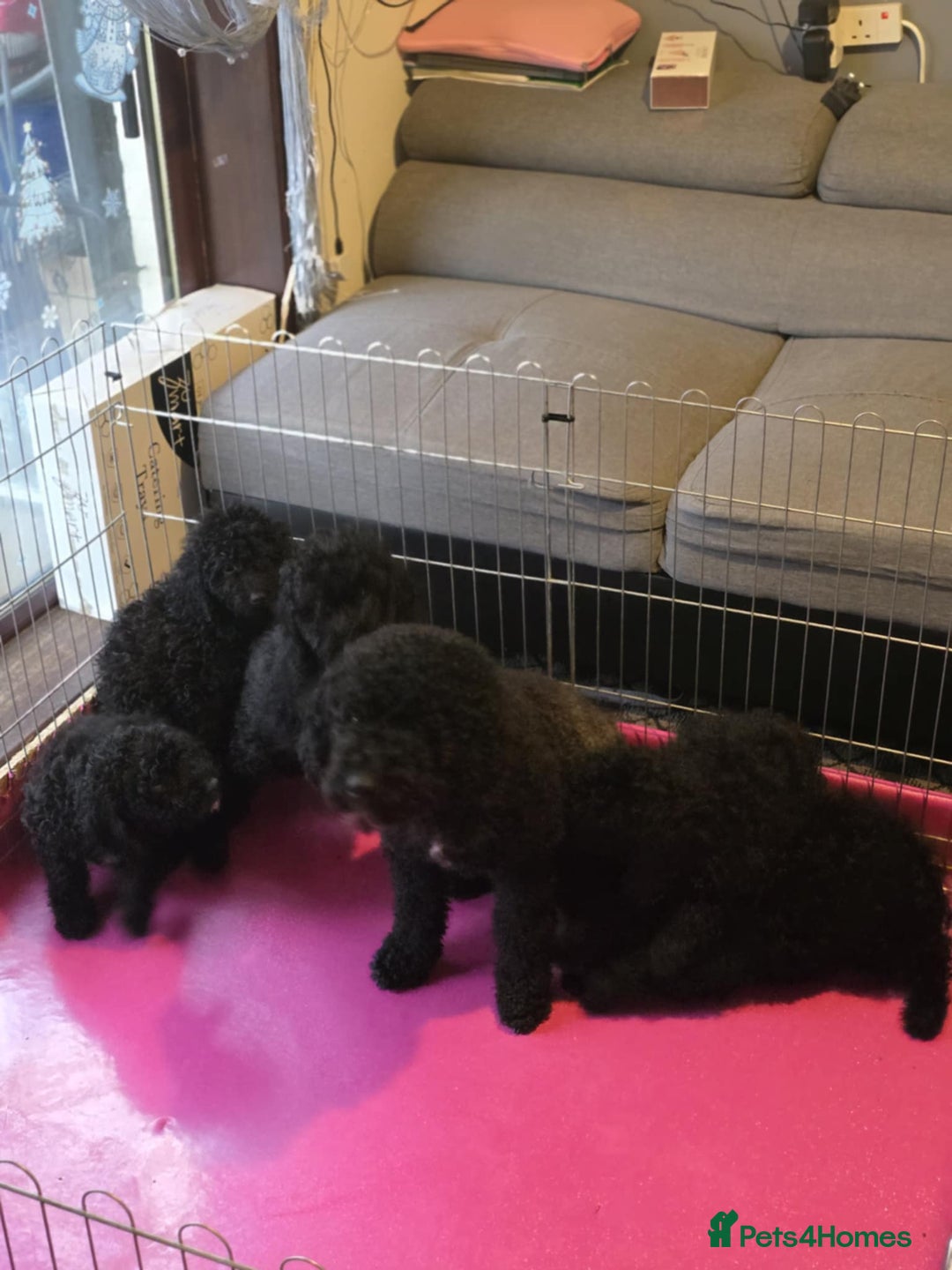 Miniature Poodle dogs for sale: For sale 4 gorgeous girls and 2 boys  - Advert 8