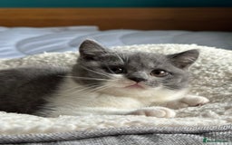 British Shorthair cats for sale: Pedigree British Shorthair Kittens - Image 28