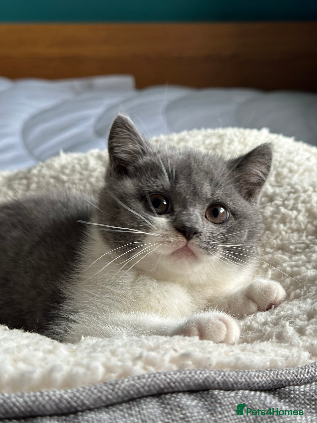 British Shorthair cats for sale: Pedigree British Shorthair Kittens - Image 28