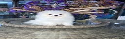 Pomeranian dogs for sale: SUPER ICE WHITE POMERANIAN BOY & GIRL  - Advert 3