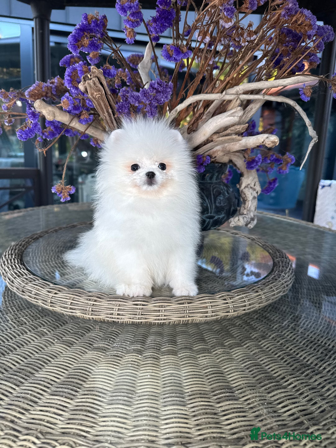 Pomeranian dogs for sale: SUPER TINY ICE WHITE POMERANIAN BOY - Image 2