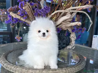 Pomeranian dogs SUPER ICE WHITE POMERANIAN BOY & GIRL - Advert 2