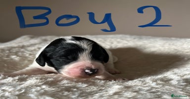 Cockapoo dogs - Advert 13