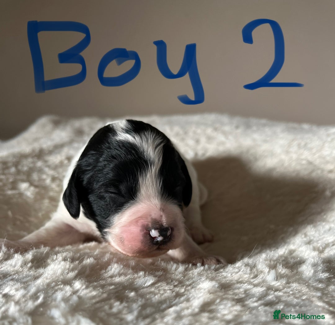 Cockapoo dogs for sale: Time to celebrate 🤩 - Image 2