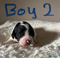 Cockapoo dogs - Advert 1