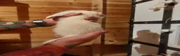 Ferret rodents for sale: Albino Kits for sale - Advert 12