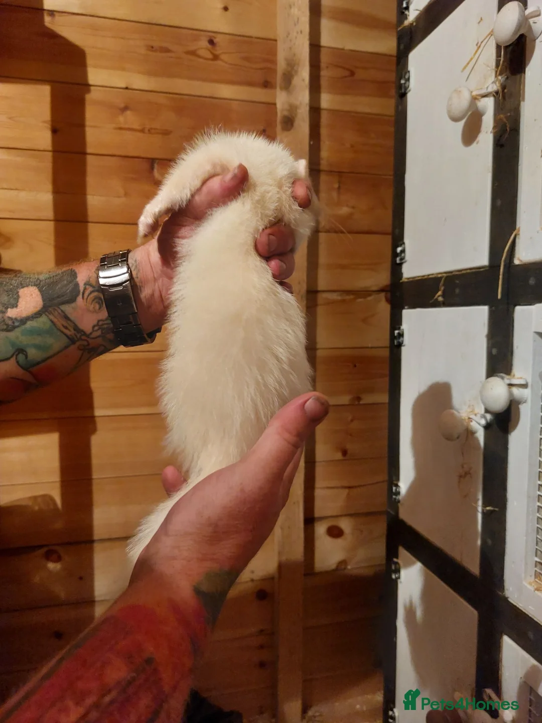 Ferret rodents for sale: Albino Kits for sale - Advert 12