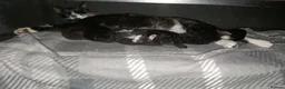 Mixed Breed cats for sale: 2 black kitten  in Tamworth - Advert 2