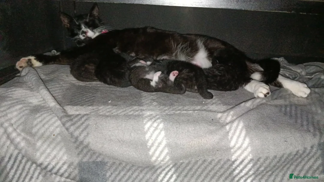 Mixed Breed cats for sale: 2 black kitten  in Tamworth - Advert 2