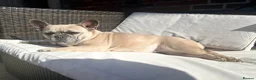 French Bulldog dogs for sale: Beautiful French bulldogs for sale  in Brighouse - Advert 6