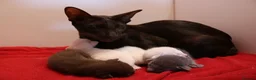 Siamese cats for sale: Seal Point Siamese Boy - Advert 2