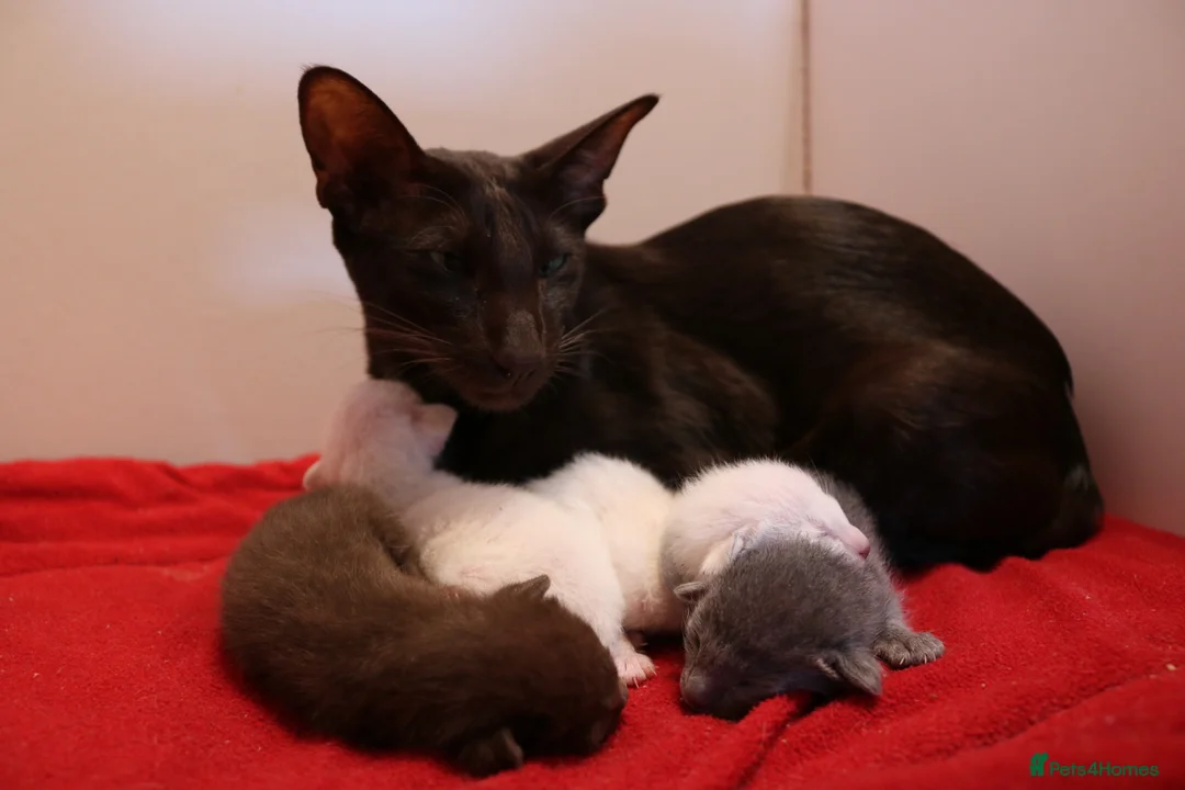 Siamese cats for sale: Seal Point Siamese Boy - Advert 2