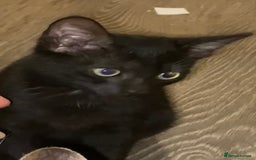 Mixed Breed cats for sale: Mixed breed kittens - Image 20