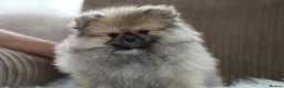 Pomeranian dogs for sale: Cute puppies  - Advert 7