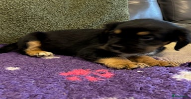 Mixed Breed dogs - Advert 11