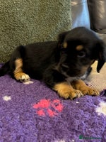 Mixed Breed dogs - Advert 11