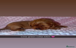 Cocker Spaniel dogs for sale: Red cocker spaniel  - Image 3