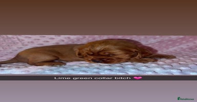 Cocker Spaniel dogs - Advert 16