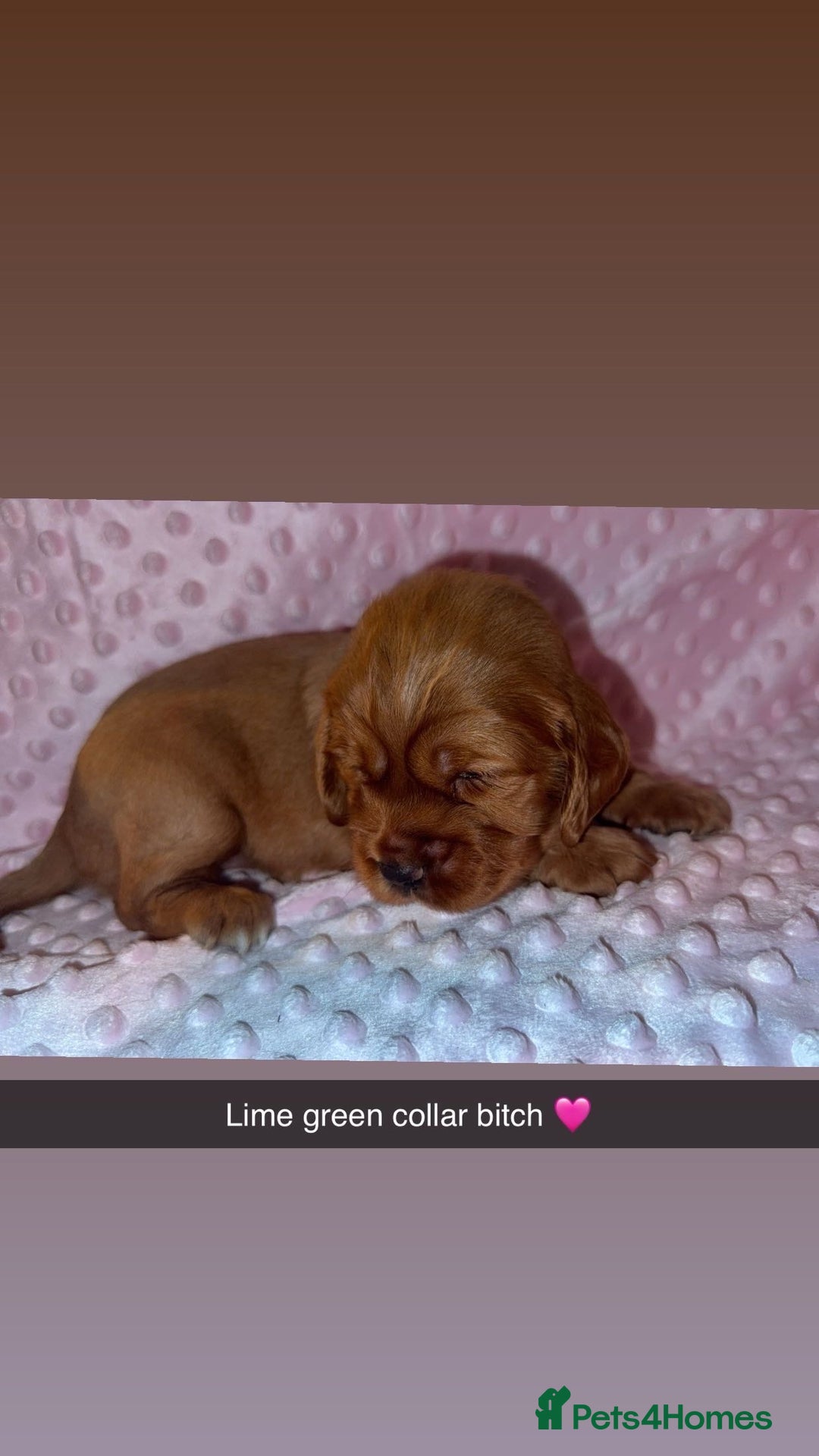 Cocker Spaniel dogs for sale: Red cocker spaniel  - Image 3