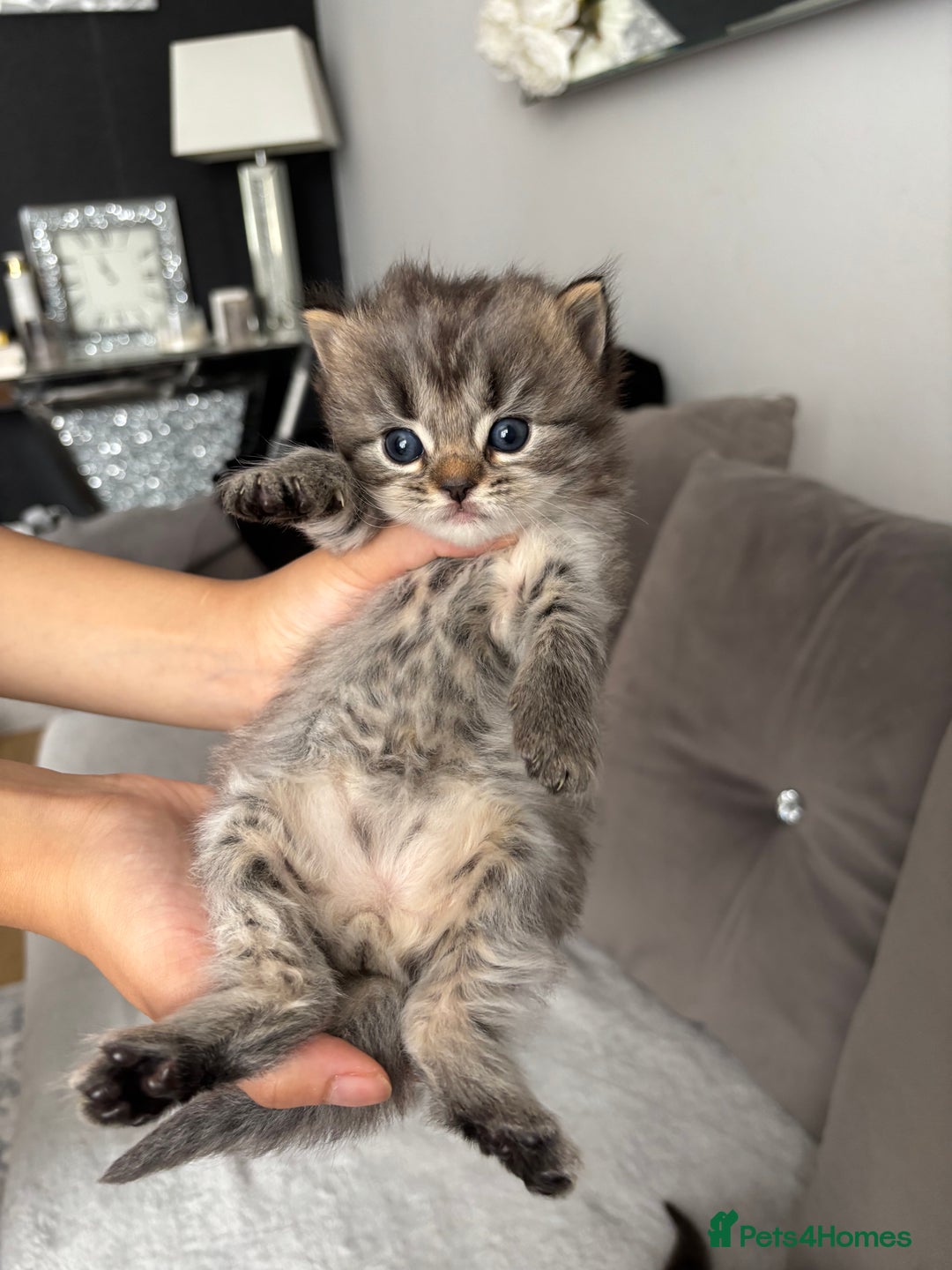 Mixed Breed cats for sale: 5 Beautiful Ragdoll x Kittens  - Image 4