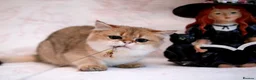 British Shorthair cats for sale: BSH 7 month kitten for sale - Advert 8