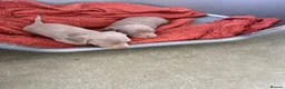 Dachshund dogs for sale: Dachshund puppies Isabella and Tan in Wolverhampton - Advert 6